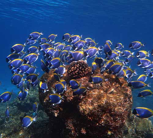 Underwater Aquatic Kingdom in Maldives 
