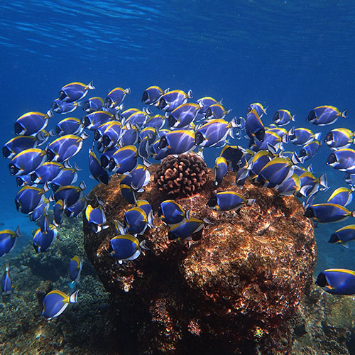 Marine Life at Baros Maldives