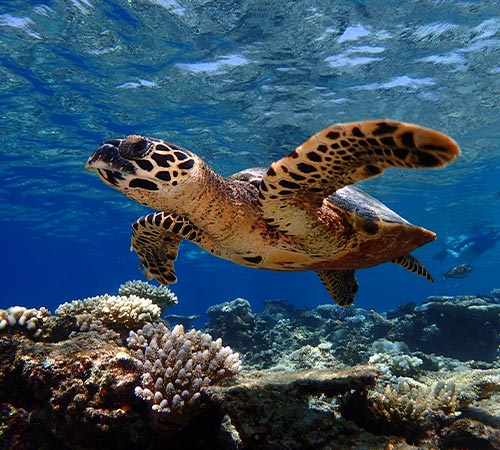 Sea Turtles in Maldives 