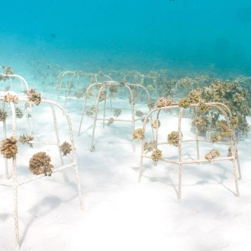 Ocean Corals In Maldives  