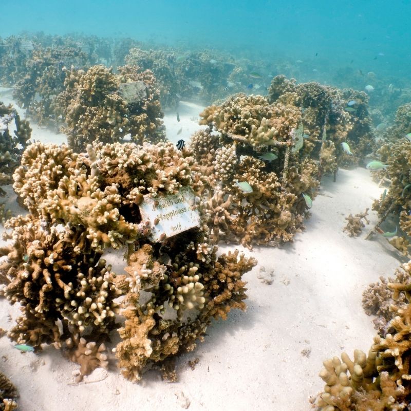 Beautiful Coral Kingdom at Baros Maldives 