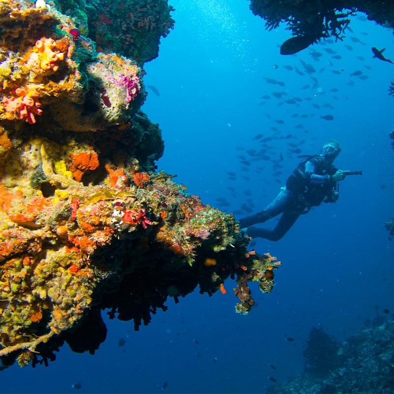 Underwater Marine Discovery at Baros Maldives